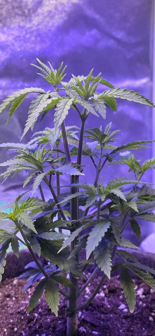 Dancing Sprite-Wunderbohnen-SeedsOfAnarc. Week 5