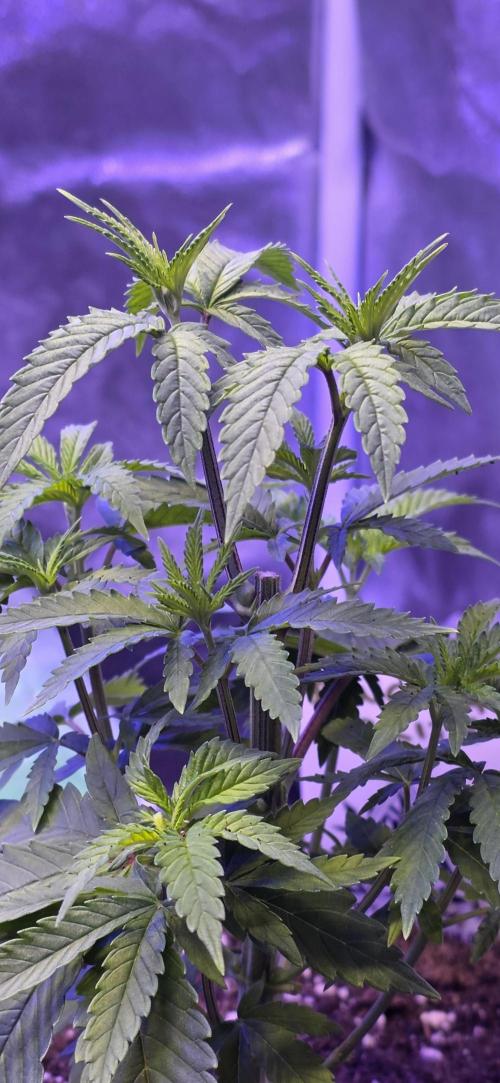 Dancing Sprite-Wunderbohnen-SeedsOfAnarc. Week 5