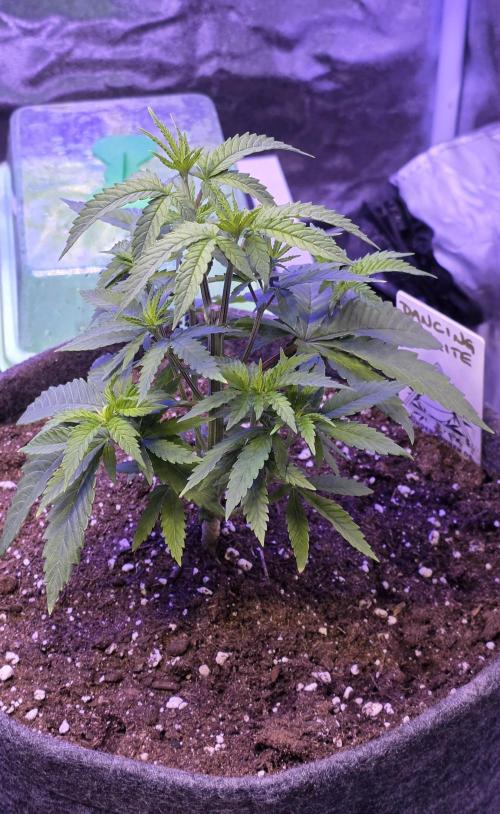 Dancing Sprite-Wunderbohnen-SeedsOfAnarc. Week 5