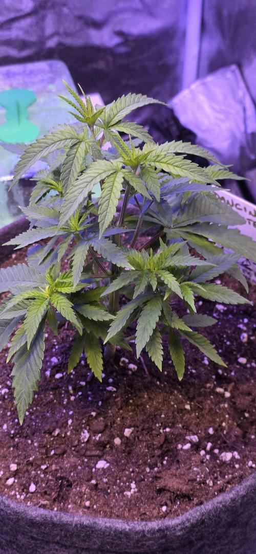 Dancing Sprite-Wunderbohnen-SeedsOfAnarc. Week 5