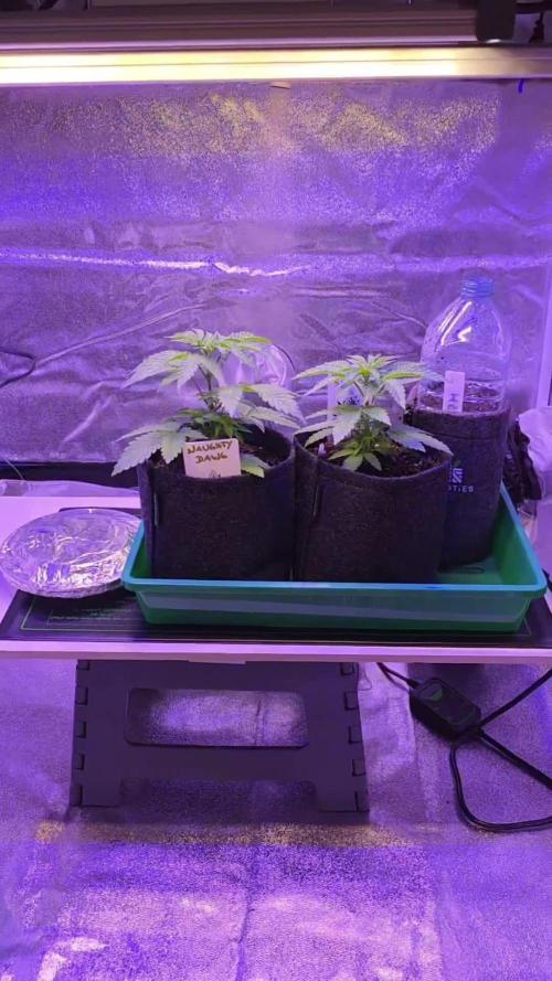 Naughty Dawg-Wunderbohnen-SeedsOfAnarchy