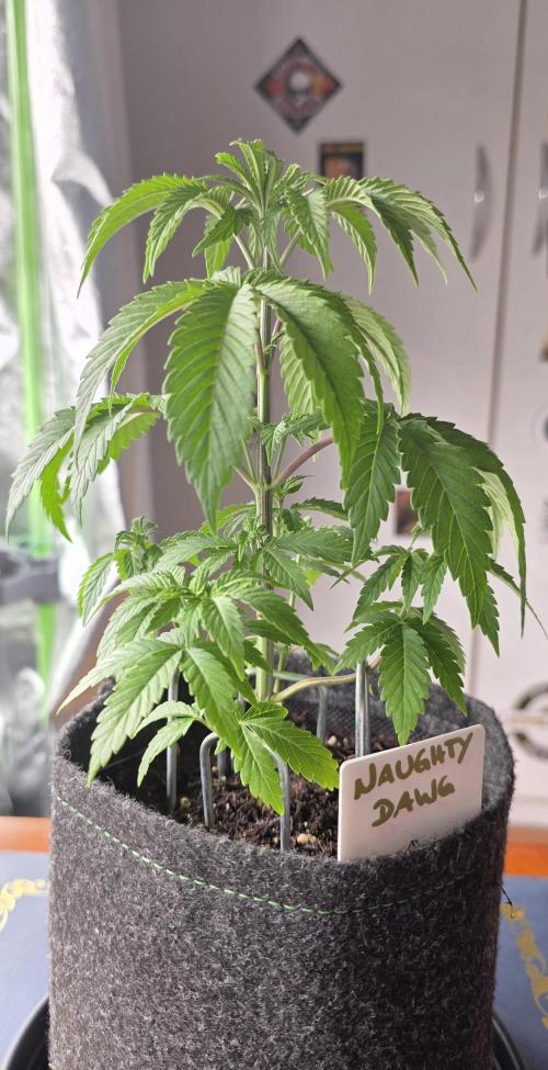 Naughty Dawg-Wunderbohnen-SeedsOfAnarchy. Week 4