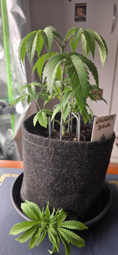 Naughty Dawg-Wunderbohnen-SeedsOfAnarchy. Week 4