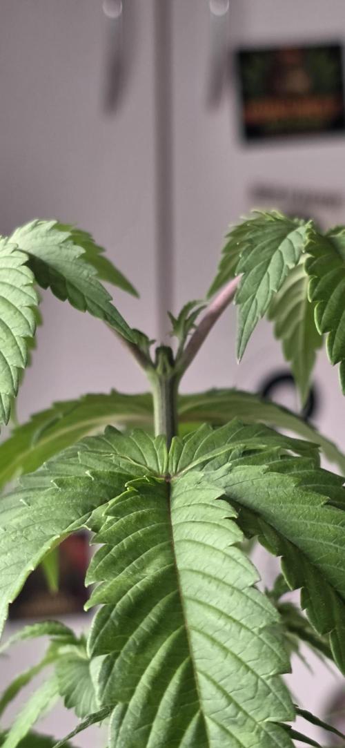 Naughty Dawg-Wunderbohnen-SeedsOfAnarchy. Week 4