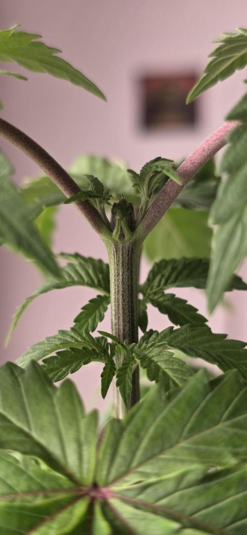 Naughty Dawg-Wunderbohnen-SeedsOfAnarchy. Week 4