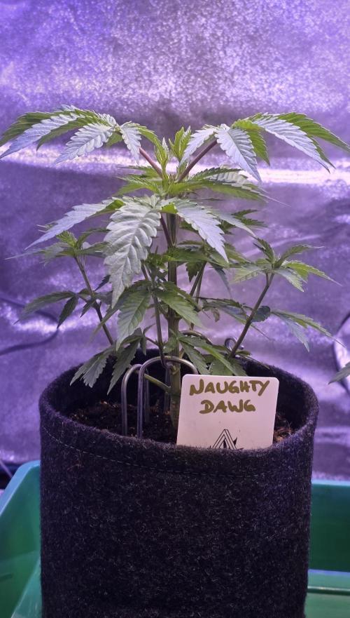 Naughty Dawg-Wunderbohnen-SeedsOfAnarchy. Week 5