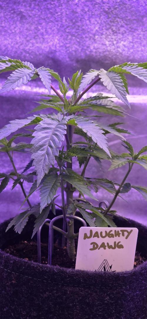 Naughty Dawg-Wunderbohnen-SeedsOfAnarchy. Week 5