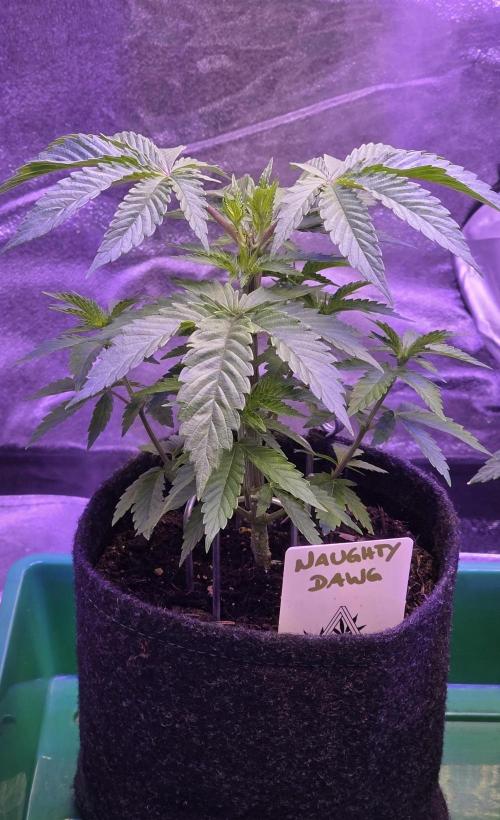 Naughty Dawg-Wunderbohnen-SeedsOfAnarchy. Week 5