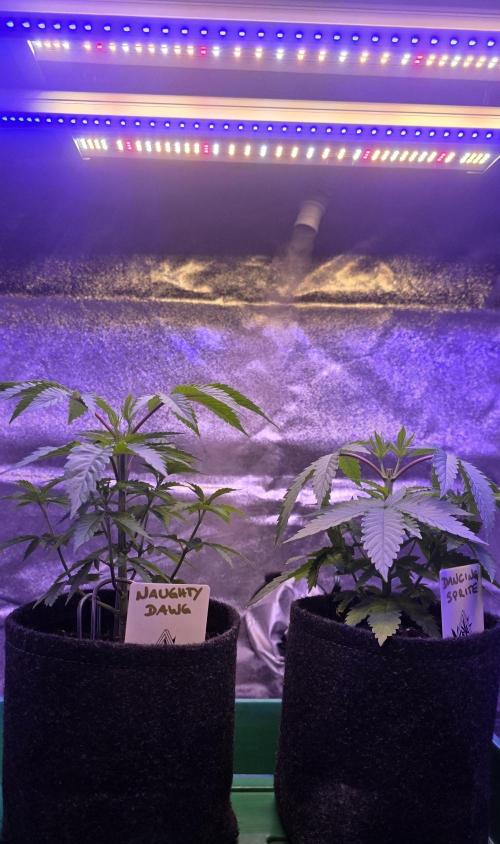 Naughty Dawg-Wunderbohnen-SeedsOfAnarchy. Week 5