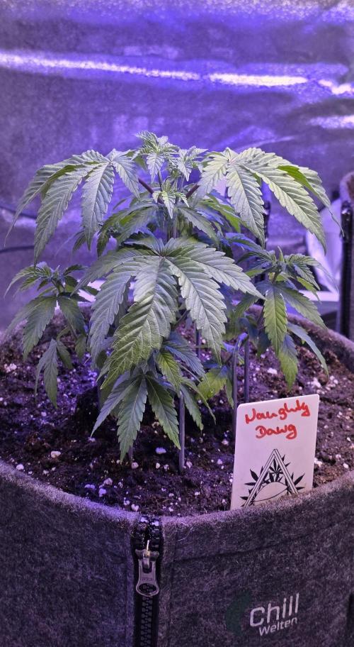 Naughty Dawg-Wunderbohnen-SeedsOfAnarchy. Week 5