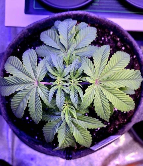 Naughty Dawg-Wunderbohnen-SeedsOfAnarchy. Week 5