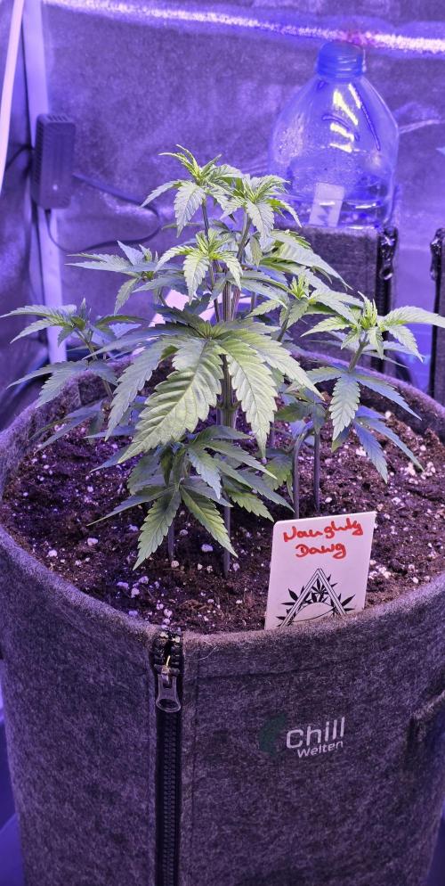 Naughty Dawg-Wunderbohnen-SeedsOfAnarchy. Week 5