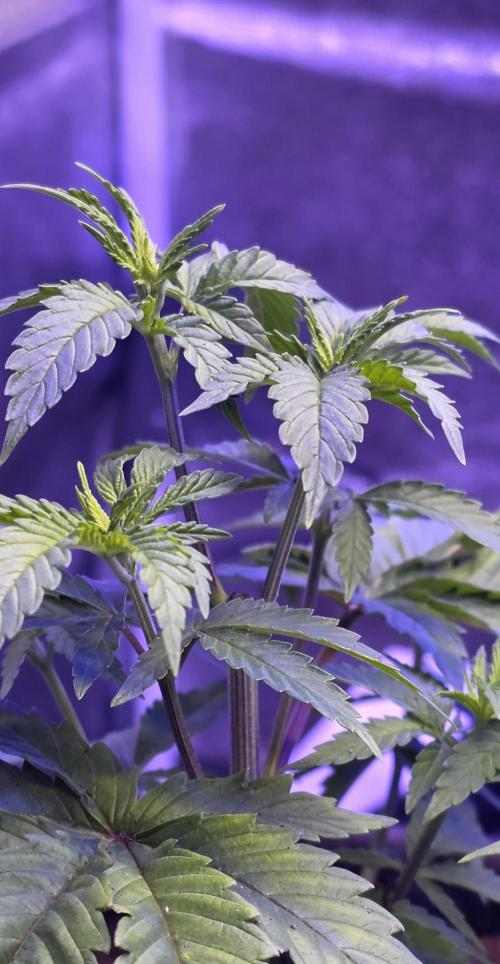 Naughty Dawg-Wunderbohnen-SeedsOfAnarchy. Week 5