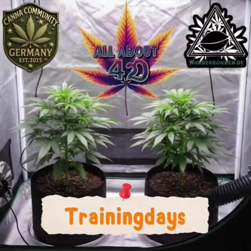 Naughty Dawg-Wunderbohnen-SeedsOfAnarchy