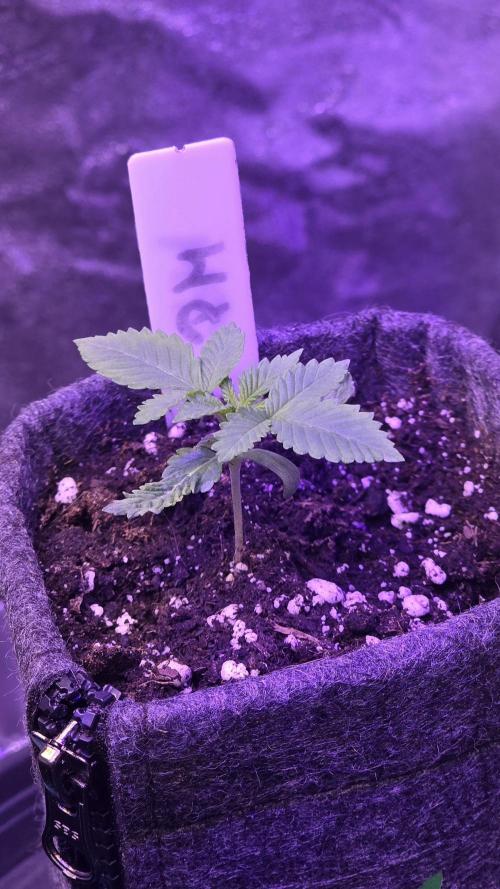 Permanent Marker - Traphouse Genetics. Week 2
