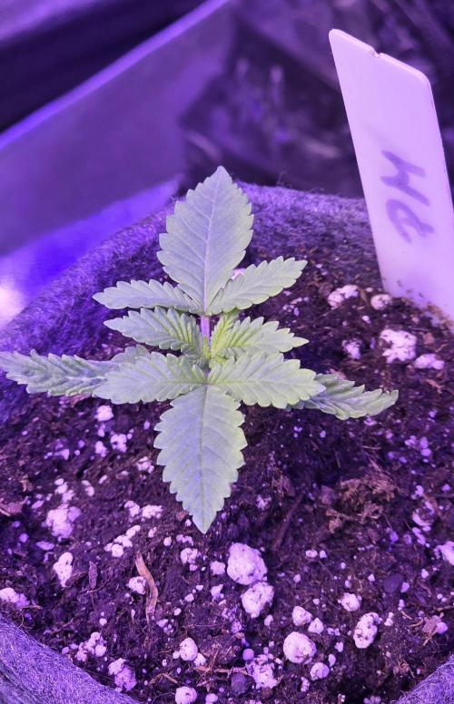 Permanent Marker - Traphouse Genetics. Week 2