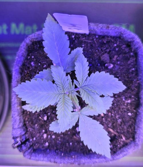 Permanent Marker - Traphouse Genetics. Week 2