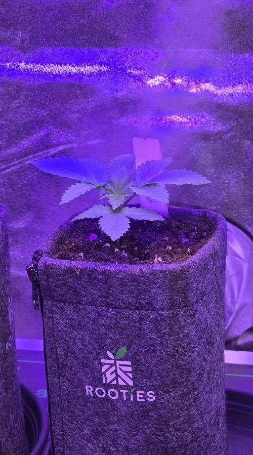 Permanent Marker - Traphouse Genetics. Week 2