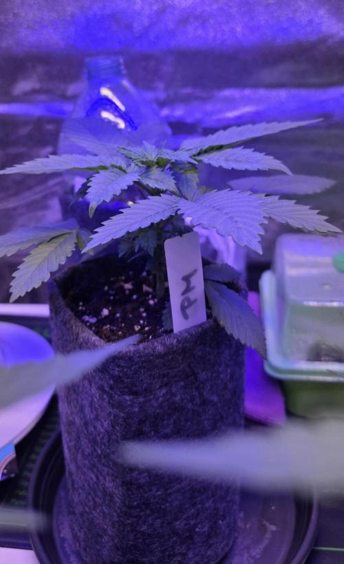 Permanent Marker - Traphouse Genetics. Week 3