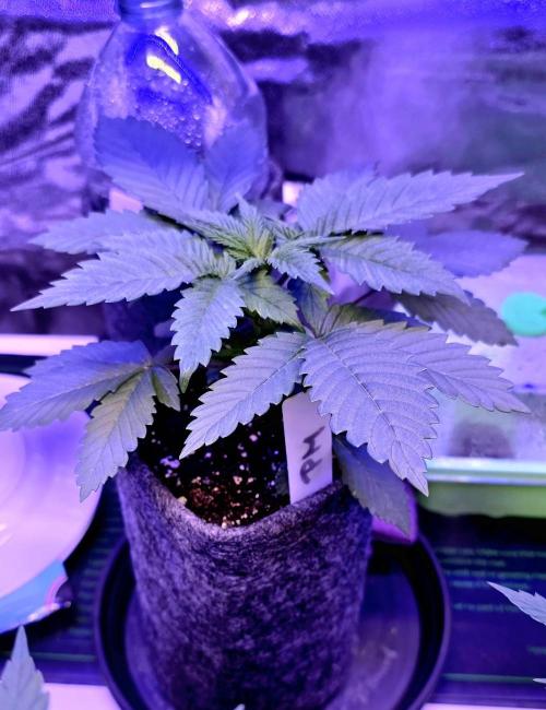 Permanent Marker - Traphouse Genetics. Week 3