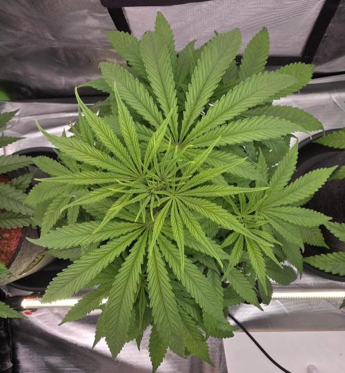 Amnesia Haze (B) Ganja Farmer. Week 8