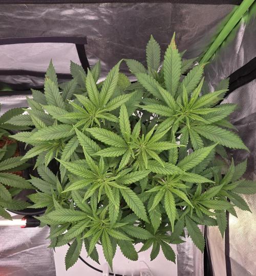 Amnesia Haze (B) Ganja Farmer. Week 8