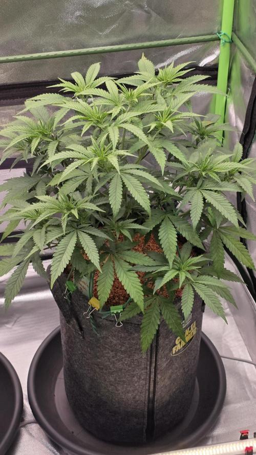 Amnesia Haze (B) Ganja Farmer. Week 8