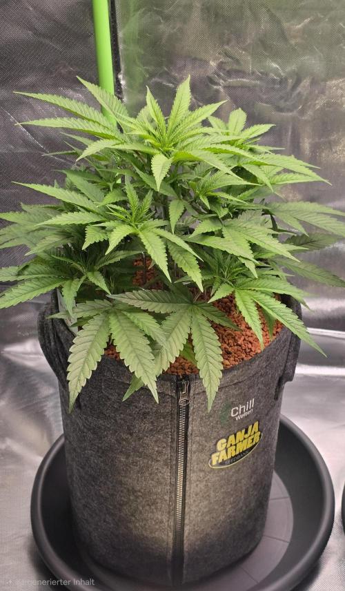 Amnesia Haze (B) Ganja Farmer. Week 8