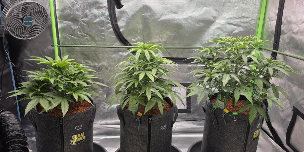 Amnesia Haze (B) Ganja Farmer. Week 8