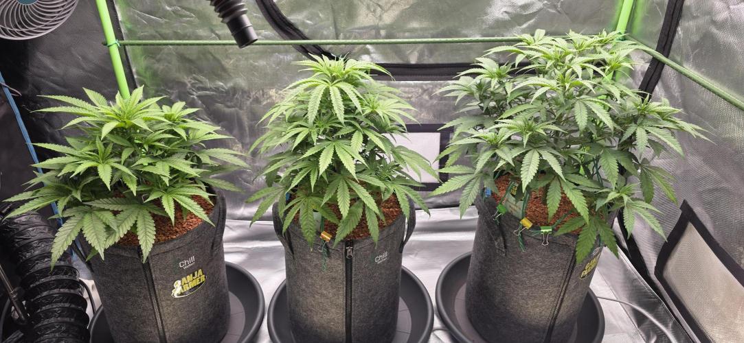 Amnesia Haze (B) Ganja Farmer. Week 8