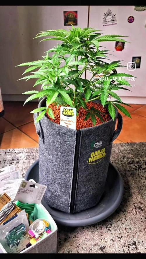 Amnesia Haze (B) Ganja Farmer