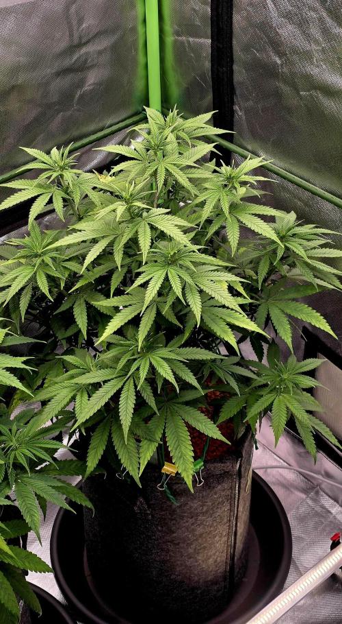 Amnesia Haze (B) Ganja Farmer. Week 9