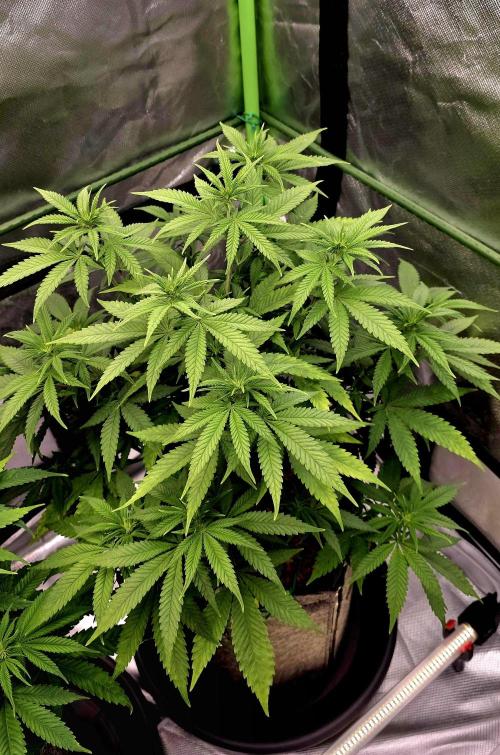 Amnesia Haze (B) Ganja Farmer. Week 9