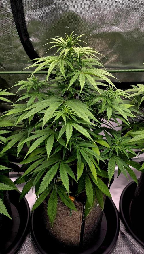 Amnesia Haze (B) Ganja Farmer. Week 9