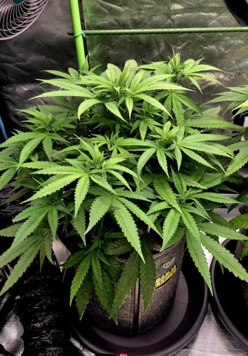 Amnesia Haze (B) Ganja Farmer. Week 9