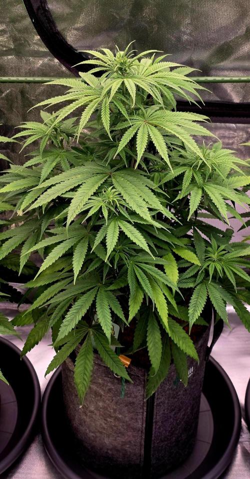 Amnesia Haze (B) Ganja Farmer. Week 9