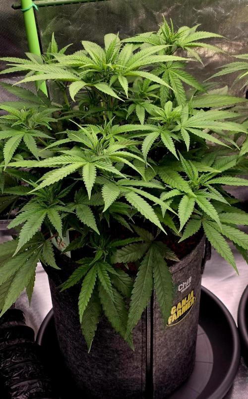 Amnesia Haze (B) Ganja Farmer. Week 9