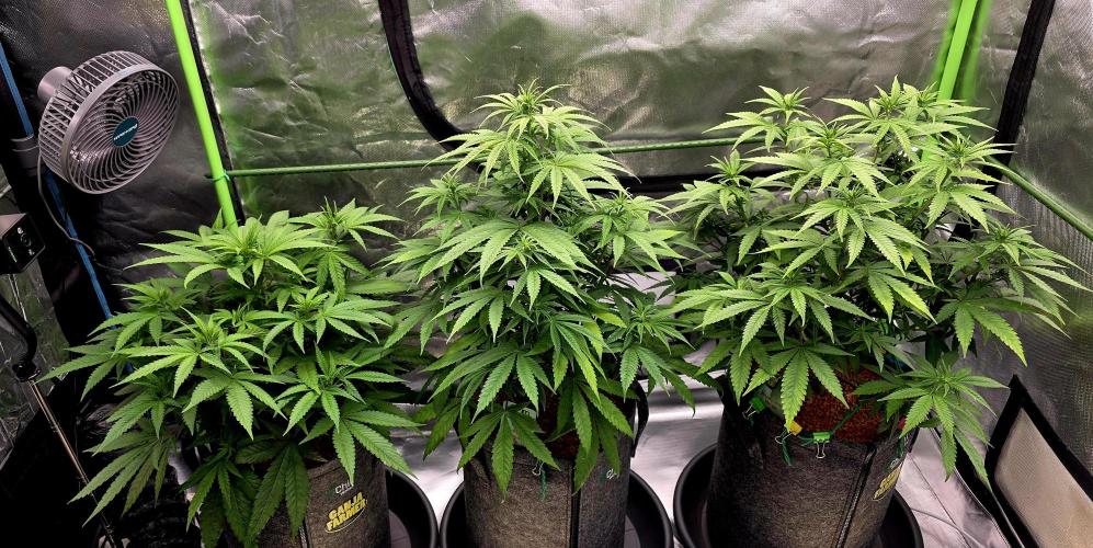 Amnesia Haze (B) Ganja Farmer. Week 9