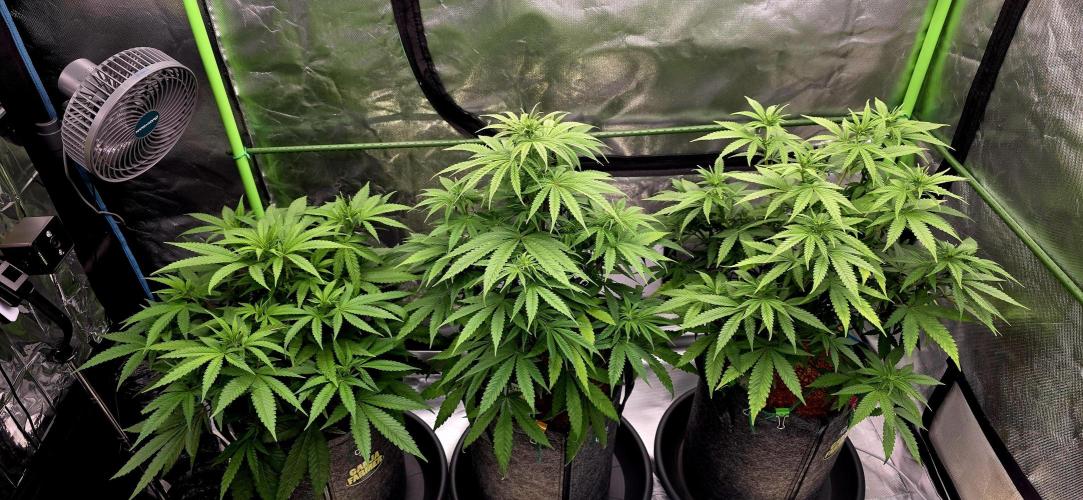 Amnesia Haze (B) Ganja Farmer. Week 9