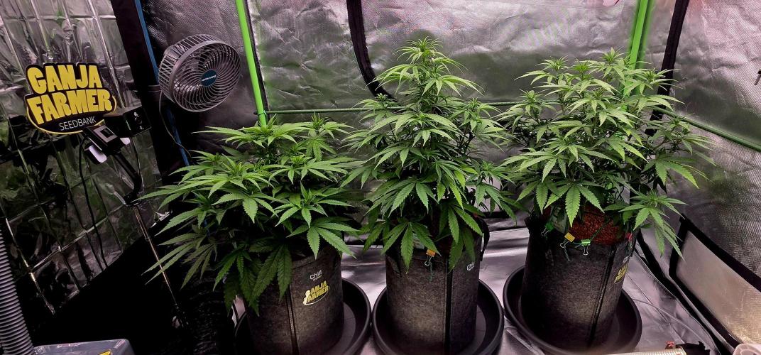 Amnesia Haze (B) Ganja Farmer. Week 9