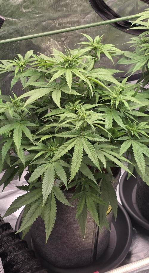 Amnesia Haze (B) Ganja Farmer. Week 9