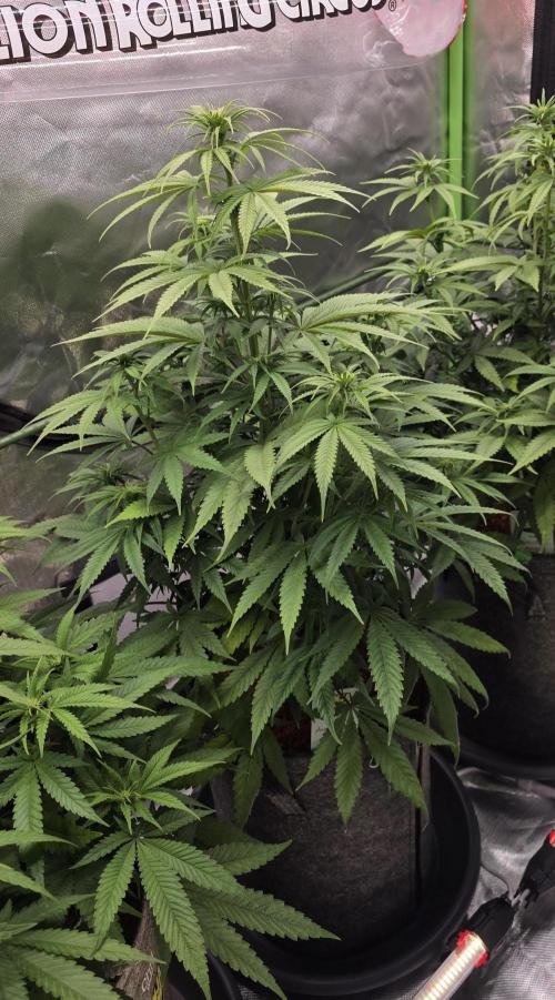 Amnesia Haze (B) Ganja Farmer. Week 9