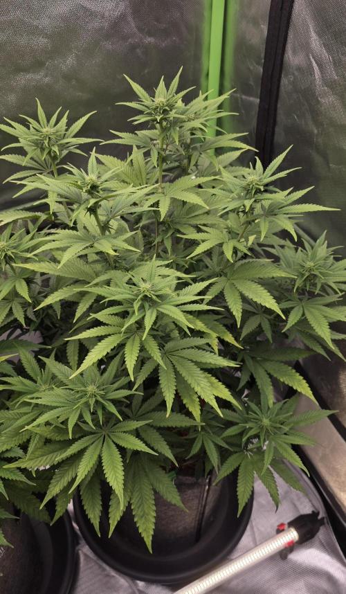 Amnesia Haze (B) Ganja Farmer. Week 10