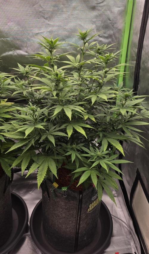 Amnesia Haze (B) Ganja Farmer. Week 10