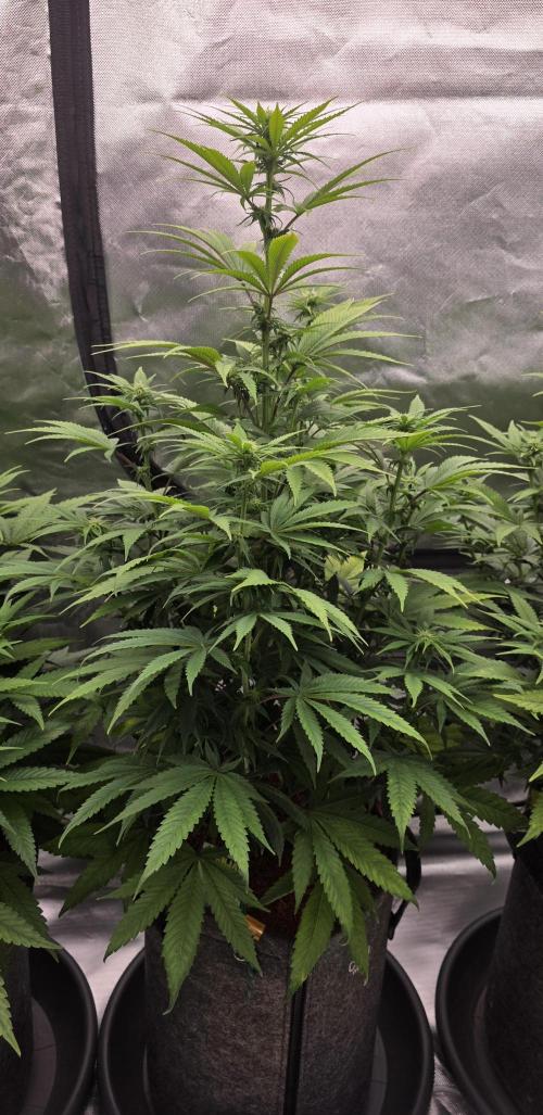 Amnesia Haze (B) Ganja Farmer. Week 10