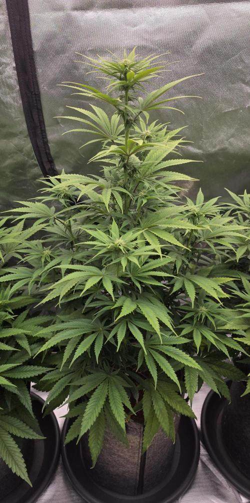 Amnesia Haze (B) Ganja Farmer. Week 10