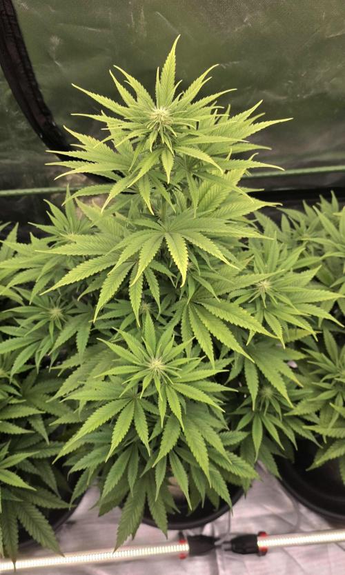 Amnesia Haze (B) Ganja Farmer. Week 10