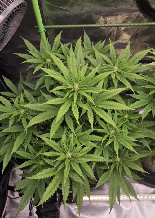 Amnesia Haze (B) Ganja Farmer. Week 10