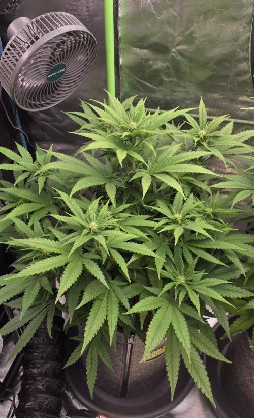 Amnesia Haze (B) Ganja Farmer. Week 10