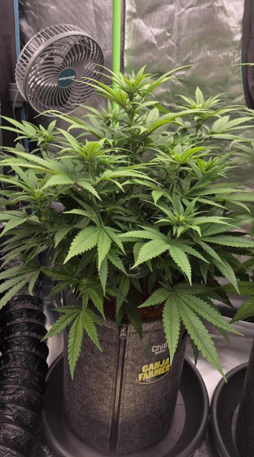 Amnesia Haze (B) Ganja Farmer. Week 10